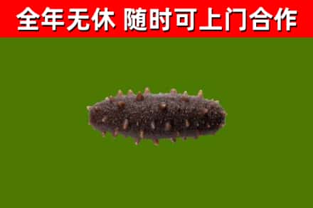 德江县回收海参干